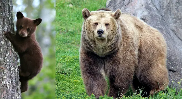 jak dlouho žije medvěd