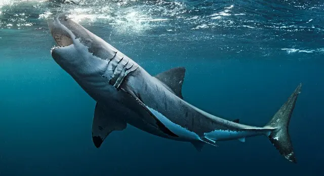 Le grand requin blanc est-il dangereux pour l'homme