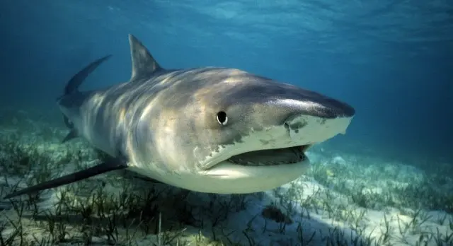 Les requins tigre sont-ils dangereux pour l'homme