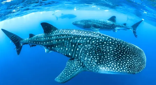 tous les faits comme la taille, les dents, les attaques, l'habitat, le régime alimentaire du requin-baleine.