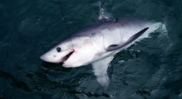 le requin-taupe commun est-il dangereux ou attaque-t-il l'homme