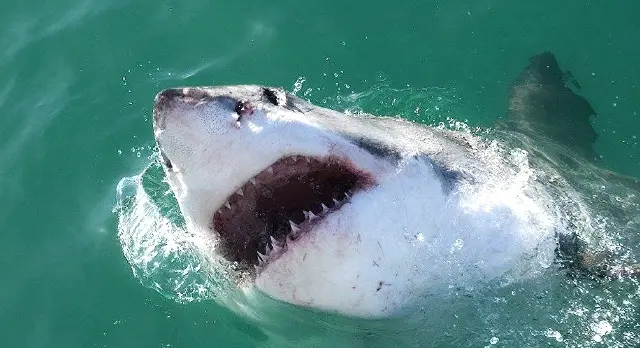 Montrez que le requin taureau est dangereux ou qu'il attaque l'homme lorsqu'il est d'humeur agressive