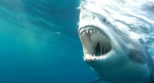 Quelle est la force de la mâchoire d'un grand requin blanc
