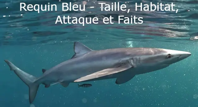Tous les détails sur le requin bleu, comme sa taille, ses habitudes, ses attaques, sa reproduction et d'autres faits étonnants
