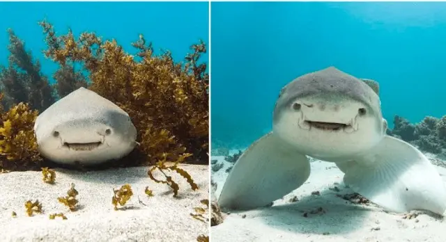 voici la liste des  le requin le plus gentil du monde qui attirent les gens par leur apparence