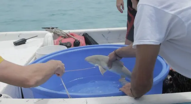 requin citron bebe, guadeloupe