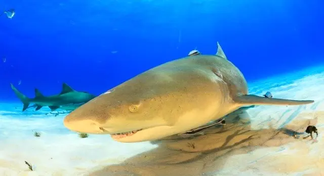 requin-citron habitat, Comportement, reproduction, informations complètes sur les faits