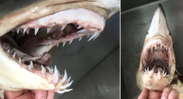 requin mako dent