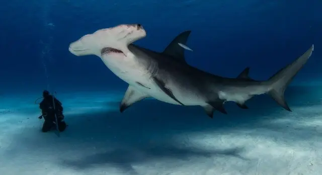 Le requin-marteau (Sphyrna mokarran) ou grand requin marteaux est la plus grande espèce de requin-marteau.