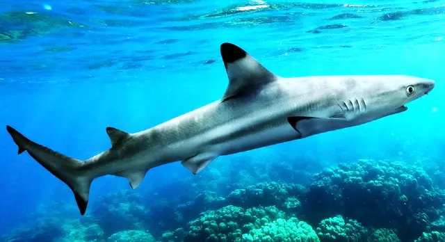 Requin pointe noire Carcharhinus melanopterus
