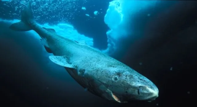 Le requin du Groenland (Somniosus microcephalus), également connu sous le nom de requin à écailles, requin gris ou sous le nom kalaallisut eqalussuaq.