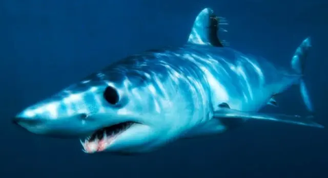 Le requin mako, également appelé requin pointeur bleu ou requin bonito, est un grand requin maquereau.