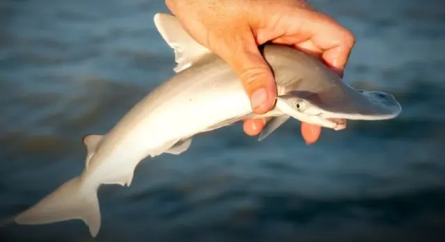 Le requin-marteau  bébé est un animal marin étonnant et unique. 