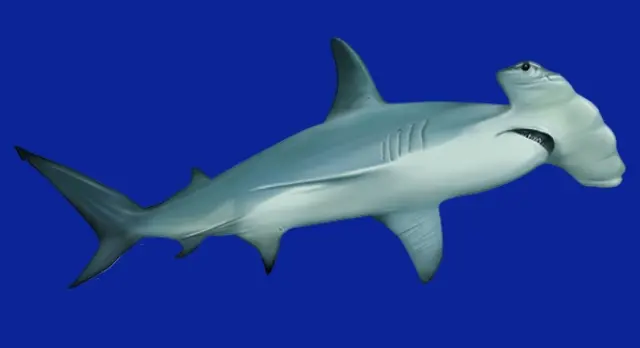 requin marteau halicorne