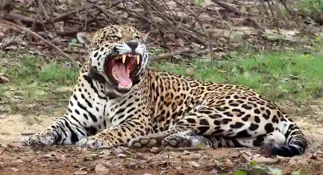 combien de temps peut vivre un jaguar