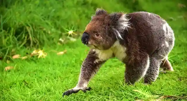 combien de temps peut vivre un koala