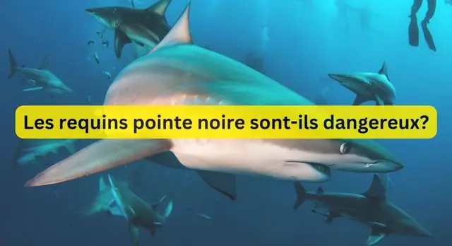 Les requins pointe noire sont-ils dangereux