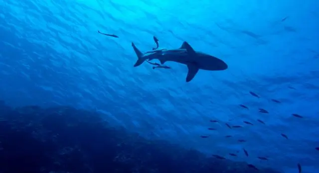 Comment appelle t on un bébé requin