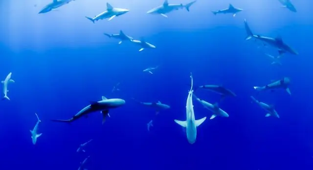 Comment appelle-t-on un groupe de requins