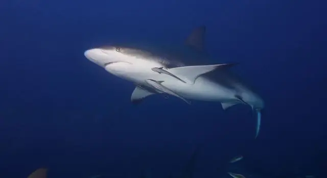 Comment naissent les bébés requins