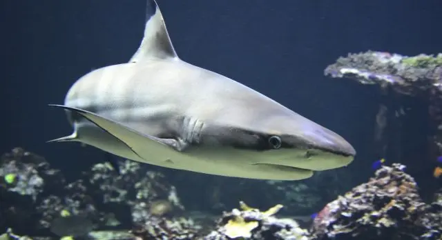 combien de mort de requin par an