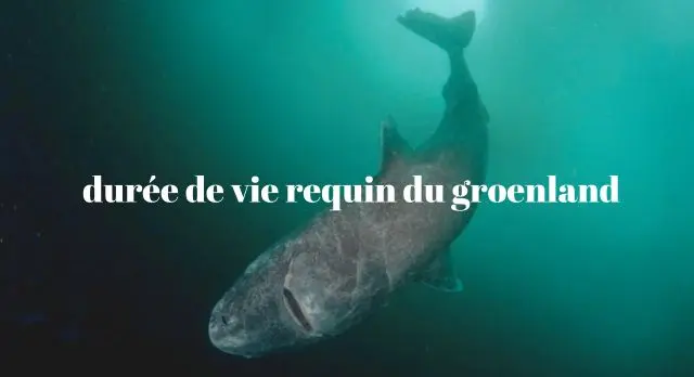 durée de vie requin du groenland
