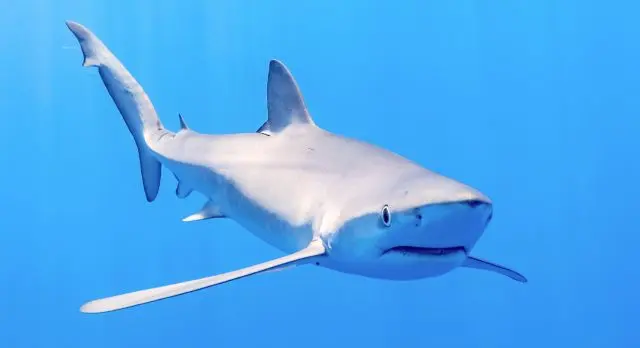 photo requin bleu